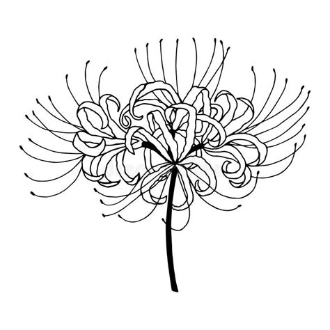 Sep 11, 2022 Drawing a beautiful lily flower is easy with the right instructions. . Easy spider lily drawing